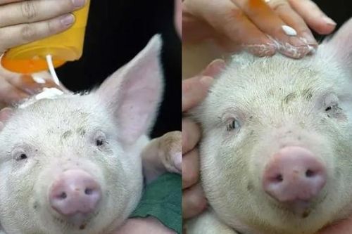 Châu Âu nắng nóng kỷ lục, người nông dân phải bôi kem chống nắng cho… heo