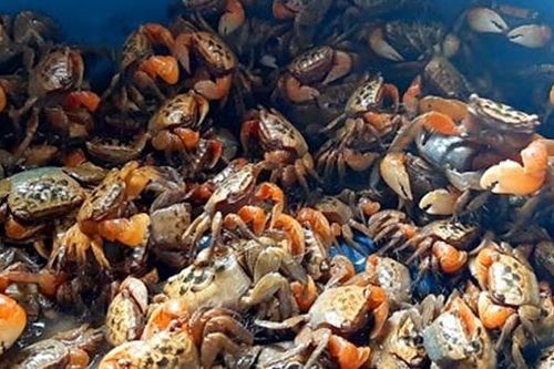 Khen chê chuyện 'dân… cua đồng'!