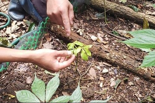 Thiệt hại hơn 20,8 tỷ đồng do sâm Ngọc Linh chết hàng loạt