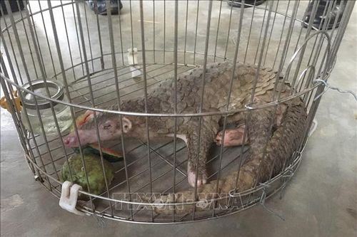 Tiếp nhận nhiều động vật quý hiếm để thả về tự nhiên
