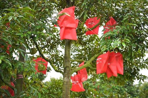 Thái Lan: Đổi mới phương thức sản xuất nhằm tăng năng suất cây sầu riêng
