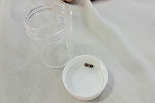 Bé gái 3 tuổi bị thủng ruột, nhập viện khẩn cấp vì món đồ chơi quen thuộc