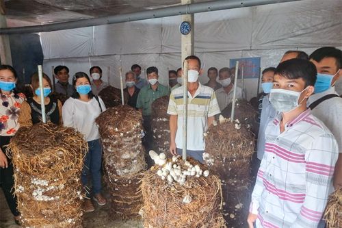 Xử lý rơm rạ sau thu hoạch, lợi ích tối đa