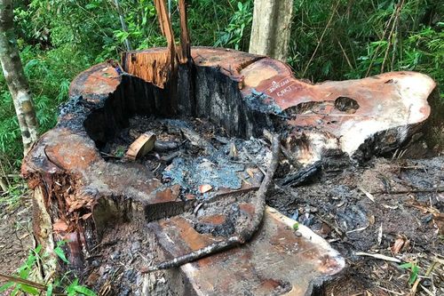 Rào rừng để nuôi bò, một hộ dân bị phạt 45 triệu đồng