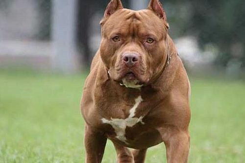 Bình Phước: Bé trai 8 tuổi bị chó Pitbull cắn tử vong