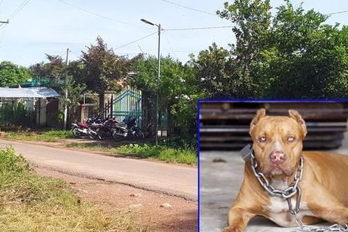 Bình Phước: Bé trai 8 tuổi bị chó pitbull cắn tử vong