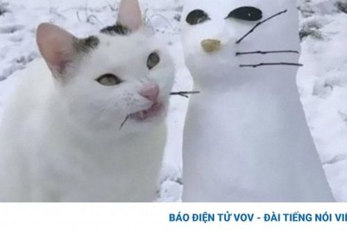 Những hành động kỳ quặc của 'boss' mèo