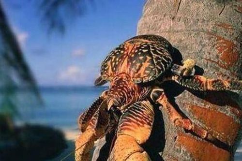 Loại cua lớn nhất trên cạn, ăn ngon đến mức bị đe dọa tuyệt chủng