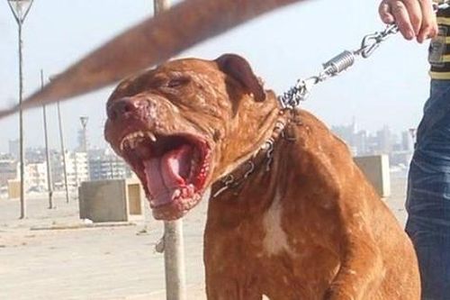 Qua nhà bà nội chơi, bé trai 8 tuổi bị chó Pitbull cắn tử vong