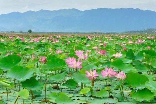 Vụ sân đua bò ở rừng tràm Trà Sư: Chủ đầu tư đề xuất sẽ thay thế trồng sen
