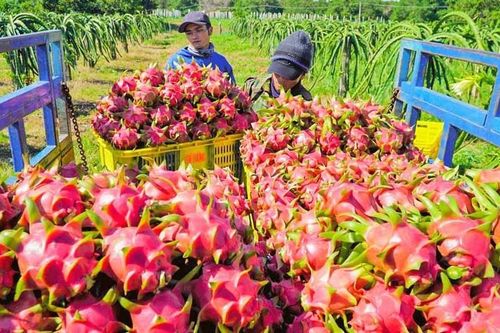 Để rau quả Việt vào thị trường Trung Quốc bằng con đường chính ngạch