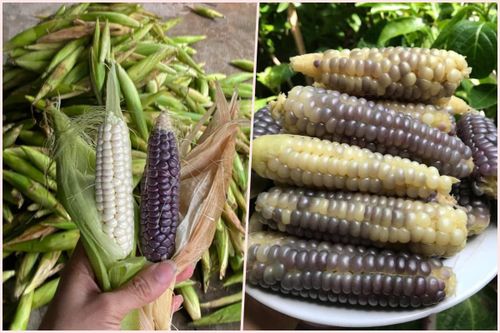 Chị em đua nhau lùng mua ngô nếp tí hon độc lạ