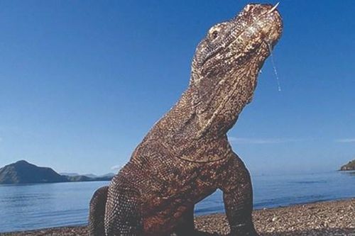 250 USD để được xem rồng Komodo