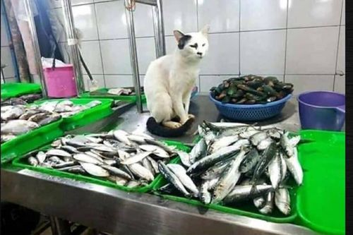 Khi 'boss' đích thân giúp 'sen' trông hàng quán và cái kết không nhịn được cười