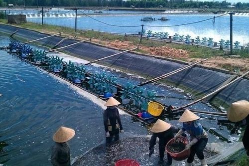 Lãnh đạo doanh nghiệp thủy sản bị vạ lây vì tín dụng đen