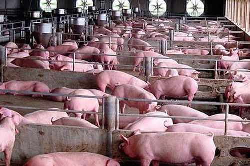 Lợn Việt Nam 'chảy ngược' qua biên giới, Bộ Nông nghiệp đề nghị ngăn chặn
