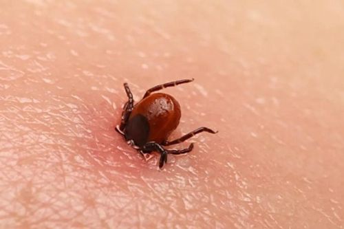 Tử vong sau khi khóc ra máu ở Tây Ban Nha