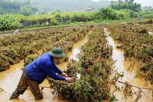 Đề xuất sửa quy định hỗ trợ khôi phục sản xuất nông nghiệp bị thiệt hại do thiên tai, dịch bệnh