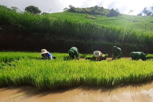 Bộ đội Biên phòng Sơn La giúp dân cấy lúa