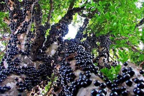 Ngã ngửa sự thật về loại nho quý tộc 'giá trên trời' vẫn 'cháy hàng'