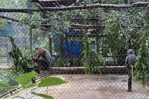 Bài học cho các đối tượng buôn bán trái phép động vật hoang dã