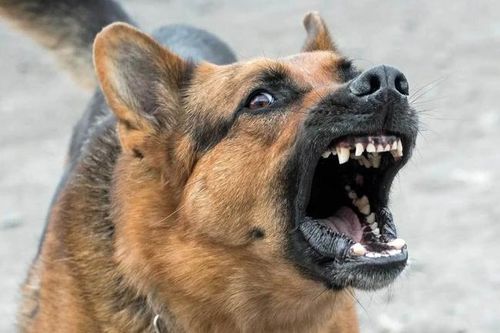 Bé 3 tuổi bị chó hoang tấn công thương tích nặng