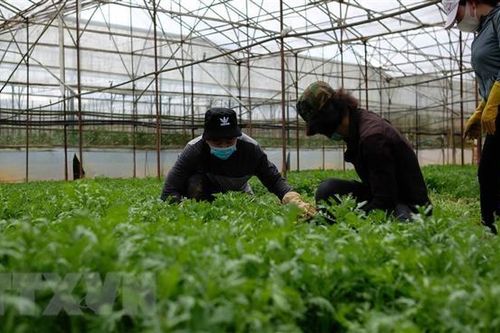 Lâm Đồng có hơn 1.300ha đất sản xuất được chứng nhận hữu cơ
