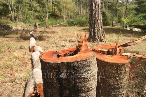 Khởi tố vụ án 'Hủy hoại rừng' tại huyện Chư Sê