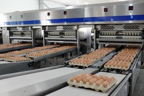 Hòa Phát dự kiến tăng cung ứng hơn 40% trứng gà ra thị trường