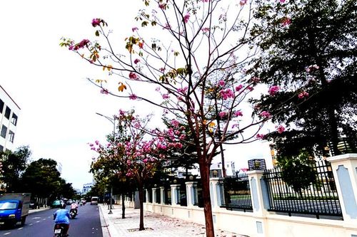 Con đường hoa kèn hồng