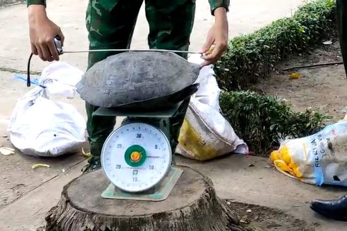 Bắt giữ vụ vận chuyển trái phép 94 cá thể động vật hoang dã qua biên giới