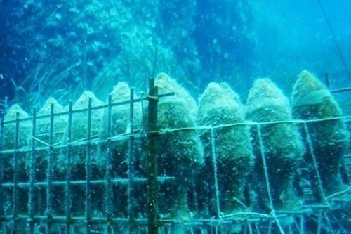 Thưởng thức loại rượu vang ủ dưới đáy biển có 'một không hai'