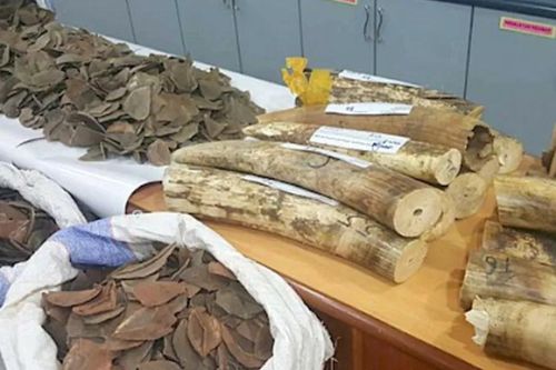 Ba 'trùm' buôn lậu động vật hoang dã người Việt sa lưới tại Nigeria