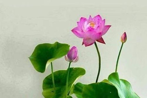 Tình người Thanh - Nghệ - Tĩnh