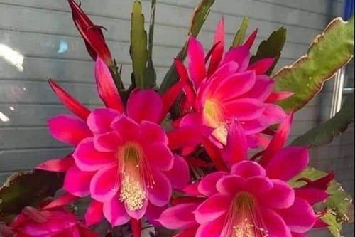 Anh bế con cho, em ăn cơm trước đi