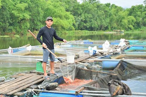Hướng tới sản xuất nông nghiệp hiện đại