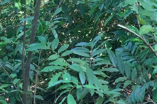 Thi thể quấn chăn, buộc dây nghi là nam sinh mất tích 1 tuần