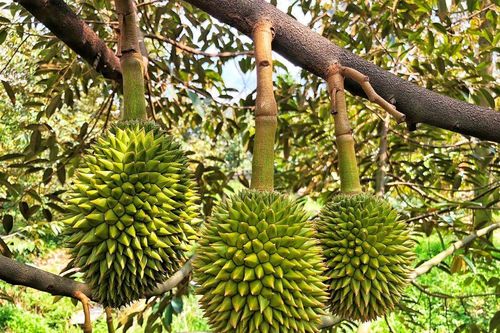 Đang đàm phán để có 'giấy thông hành' xuất khẩu chính ngạch 8 loại trái cây Việt Nam sang Trung Quốc