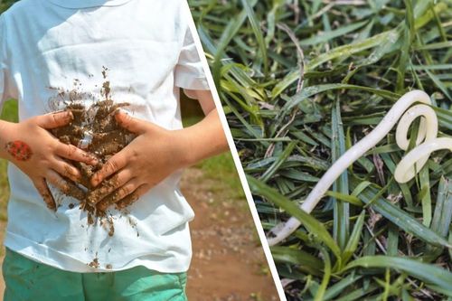 Cách phòng nhiễm giun, sán ở trẻ em