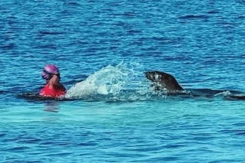 Hải cẩu tấn công du khách ở Hawaii