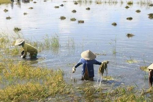 Đề xuất tăng mức hỗ trợ cây trồng bị thiệt hại do thiên tai, dịch bệnh