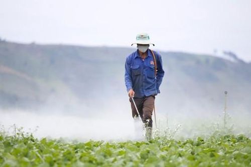 Lạm dụng thuốc bảo vệ thực vật - Hại nhiều hơn lợi