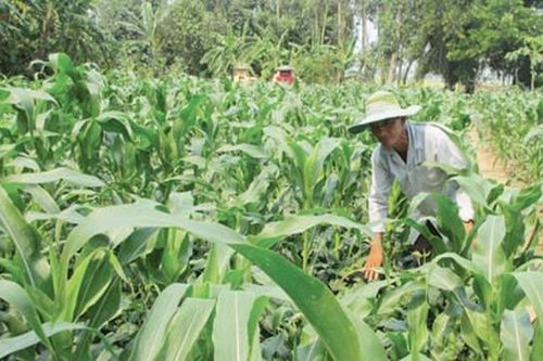 Để dự án cánh đồng mẫu thành hiện thực