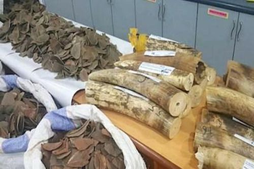 3 'trùm' buôn lậu động vật hoang dã người Việt sa lưới tại Nigeria.