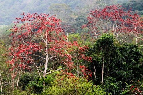 Những bông hoa gạo đỏ thẫm