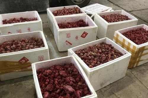 Bắt 310kg dâu tây 'lạ' tuồn vào Đà Lạt