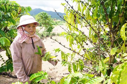 Hai thủy điện không hỗ trợ thiệt hại cho người dân ở Kon Tum: 'Tối hậu thư' cho hai công ty thủy điện chây ì