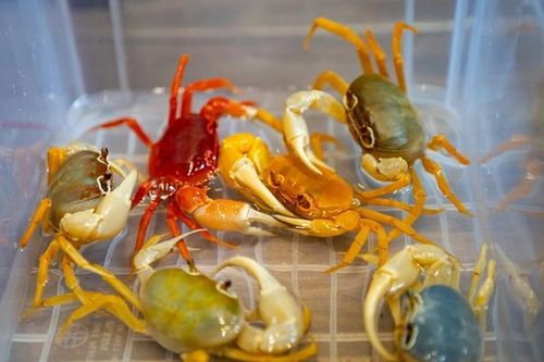 Tận mục loài cua cảnh đang gây sốt, dân chơi Hà Nội ráo riết săn