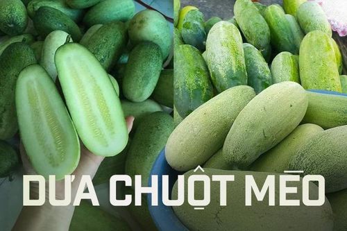 Dưa chuột 'siêu to khổng lồ', giá cao vẫn hút khách