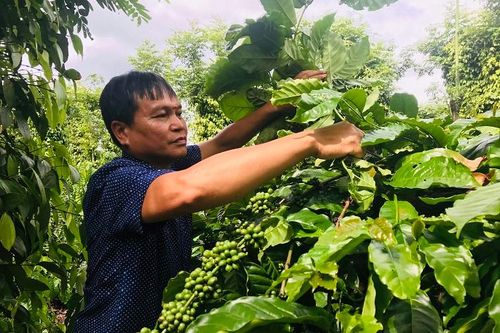 NESCAFÉ Plan: Giảm chi phí, tăng lợi nhuận từ mô hình nông nghiệp tái sinh